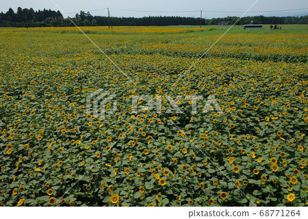 Sunflower in cabbage field Sunflower in cabbage field 68771264