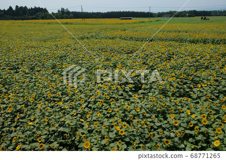 Sunflower in cabbage field Sunflower in cabbage field 68771265