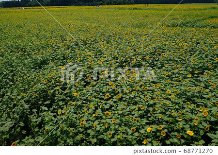 Sunflower in cabbage field Sunflower in cabbage field 68771270
