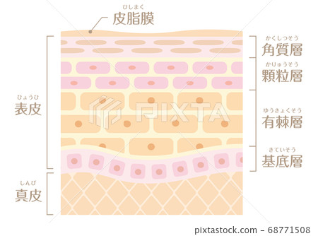 皮膚結構/皮膚結構_A 68771508