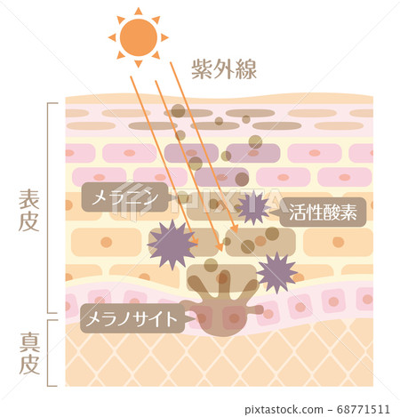 Skin Structure/Skin Structure_UV 68771511