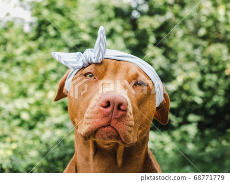 Lovable, pretty puppy of chocolate color. Closeup 68771779