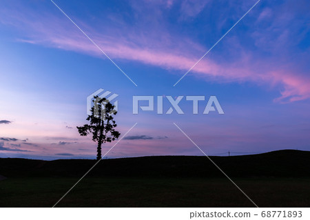 Dawn and pine trees Dawn and pine trees 68771893
