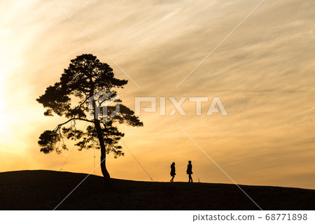 Twilight lovers and pine trees 68771898