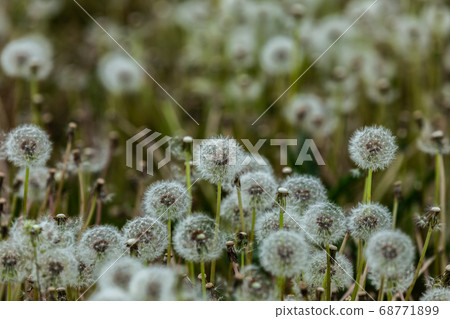 Dandelion Dandelion 68771899