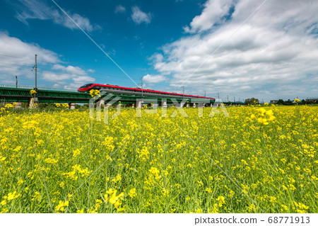 Rape blossoms and train Rape blossoms and train 68771913