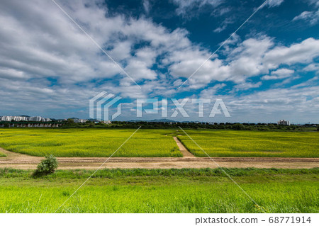Rape flowers and clouds Rape flowers and clouds 68771914