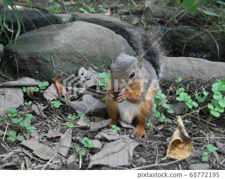 Cute squirrel 68772195