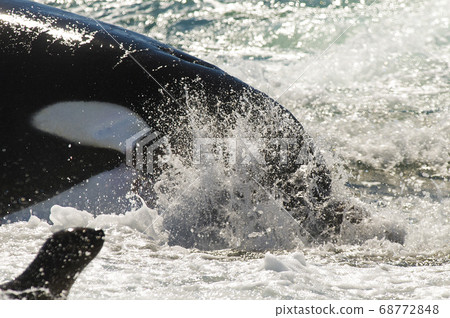 Southern Right Whale emerging. Southern Right Whale emerging. 68772848