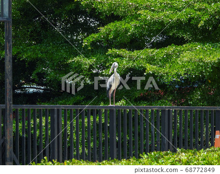 openbill bird stand in the park openbill bird stand in the park 68772849