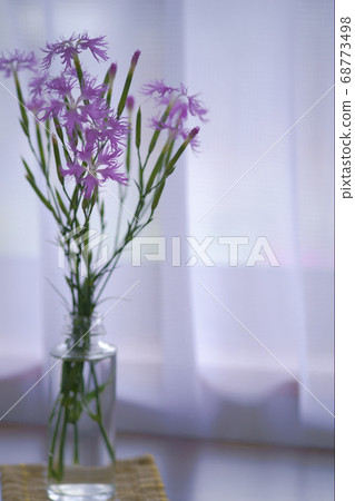 Nadeshiko flower 68773498