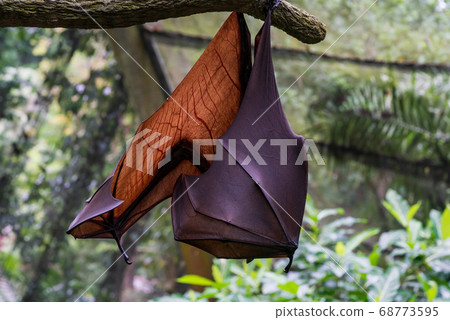 Hanging foxes Hanging foxes 68773595