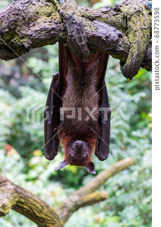 Hanging foxes Hanging foxes 68773598