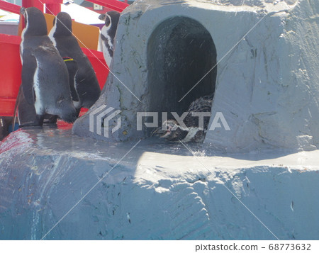 Penguin break Penguin break 68773632