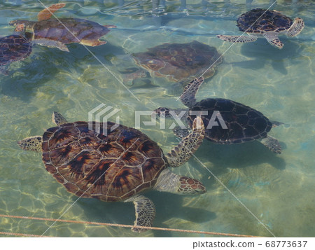 A lot of sea turtles 68773637