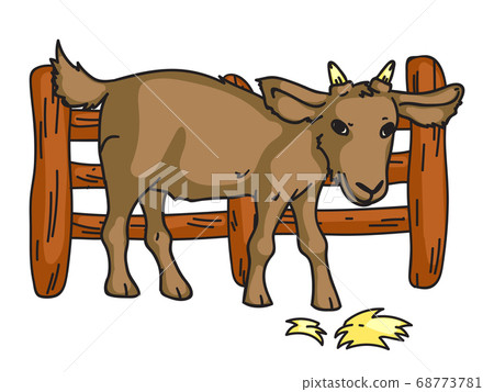 Goat standing behind fence eating hay at livestock 68773781