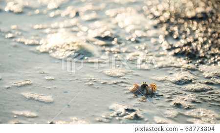 crab on sand beach with light bokeh 68773804