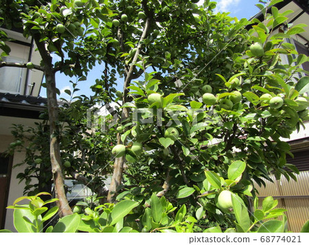 Karin fruits ripen yellow in autumn 68774021