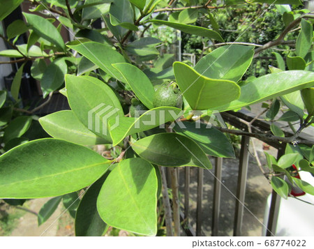 熱帶水果姬菇果實在秋天成熟 熱帶水果姬菇果實在秋天成熟 68774022