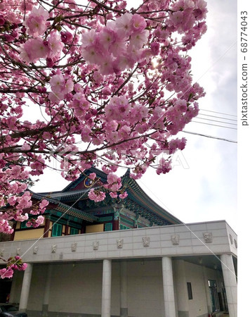 Double cherry tree Double cherry tree 68774043