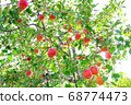Apple tree at the foot of Iwaki, Aomori Prefecture 68774473