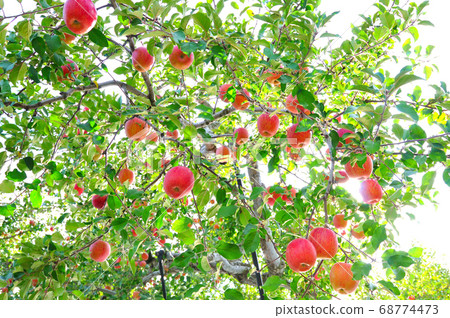 Apple tree at the foot of Iwaki, Aomori Prefecture 68774473
