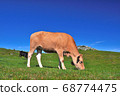 Shikoku Karst Beef relaxing on the farm in Himetsurudaira 68774475