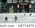 Pigeons taking a walk in the shrine grounds 68774476