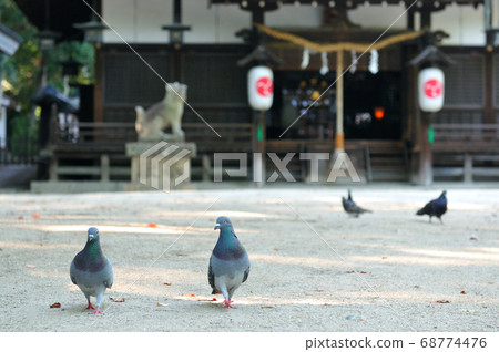 鴿子在神社里散步 鴿子在神社里散步 68774476