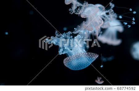 The Purple-striped Jellyfish (Chrysaora colorata) 68774592