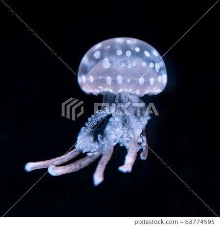 The Purple-striped Jellyfish (Chrysaora colorata) The Purple-striped Jellyfish (Chrysaora colorata) 68774595