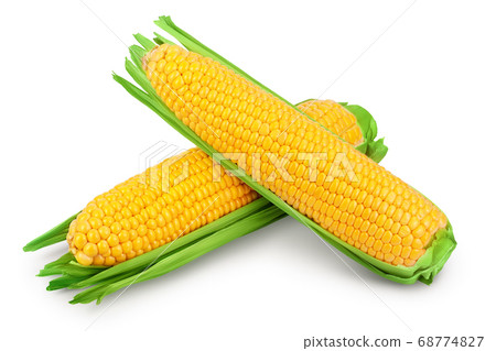 ear of corn isolated on a white background. Clipping path and full depth of field ear of corn isolated on a white background. Clipping path and full depth of field 68774827