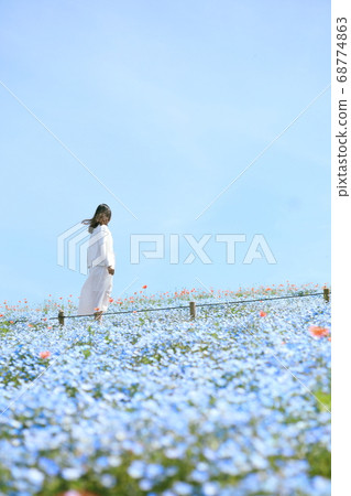 A girl standing in a field of Nemophila in full bloom 68774863