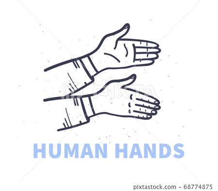 Human hands greeting, pointing isolated on white background. Human hands greeting, pointing isolated on white background. 68774875
