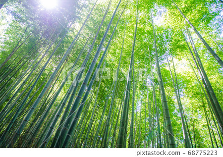 Kyoto Arashiyama Midsummer bamboo grove Kyoto Arashiyama Midsummer bamboo grove 68775223