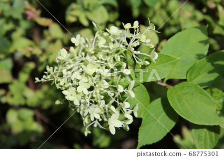 Noriyutsugi Limelight flowers and buds 68775301