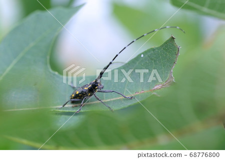 Longhorn beetle walking on a fig leaf 68776800