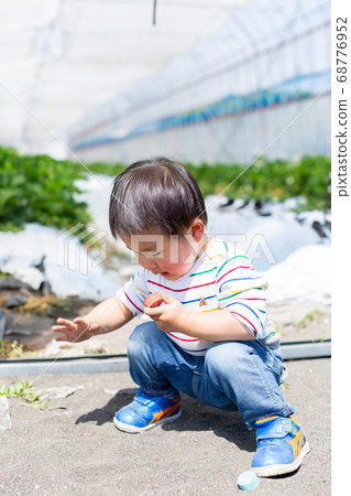Strawberry picking with family Infant strawberry picking 68776952