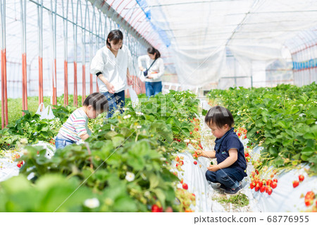 家庭草莓採摘嬰兒草莓採摘 68776955