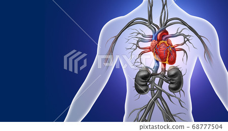 Heart Anatomy Heart Anatomy 68777504