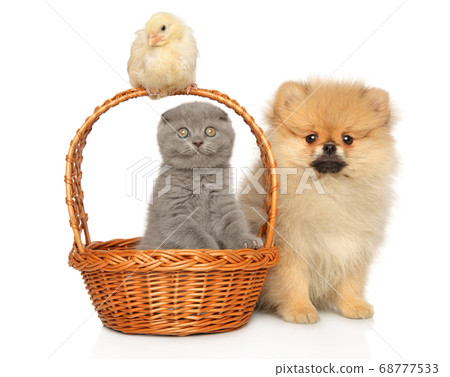 Scottish fold kitten, chick and Pomeranian Spitz 68777533