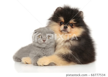 Kitten and puppy together posing lying 68777534