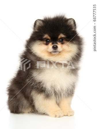 Pomeranian puppy sits on a white background 68777535