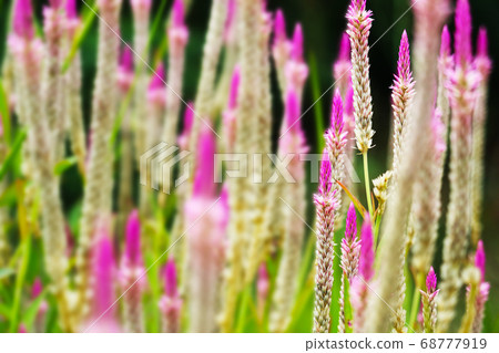 chainese wool flower magenta color blooming in 68777919