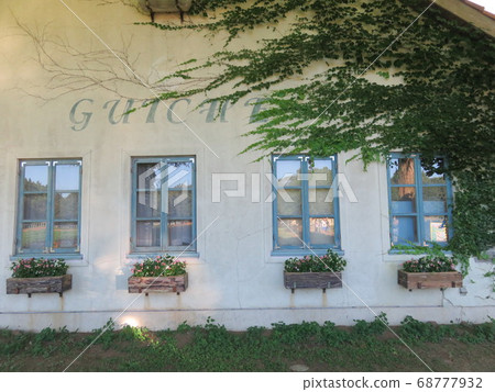 A white wall with ivy A white wall with ivy 68777932