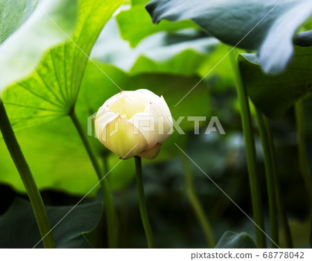 Lotus observation Lotus observation 68778042
