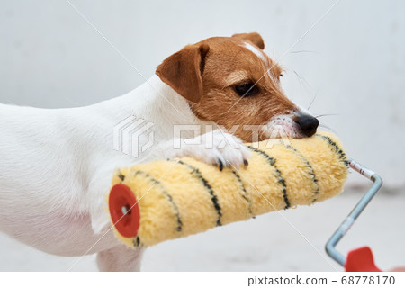 Renovation concept . Dog jack russell terrier 68778170