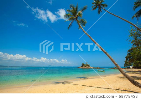 Coconut Day.Coconut Photography.Coconut Tree. 68778458