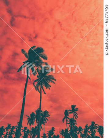 Coconut Day.Coconut Photography.Coconut Tree. 68778459