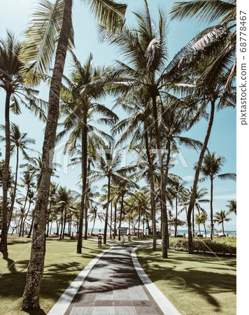 Coconut Day.Coconut Photography.Coconut Tree. Coconut Day.Coconut Photography.Coconut Tree. 68778467